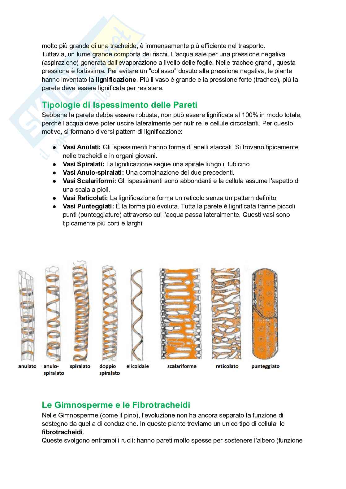 Appunti completi di Botanica generale Pag. 66