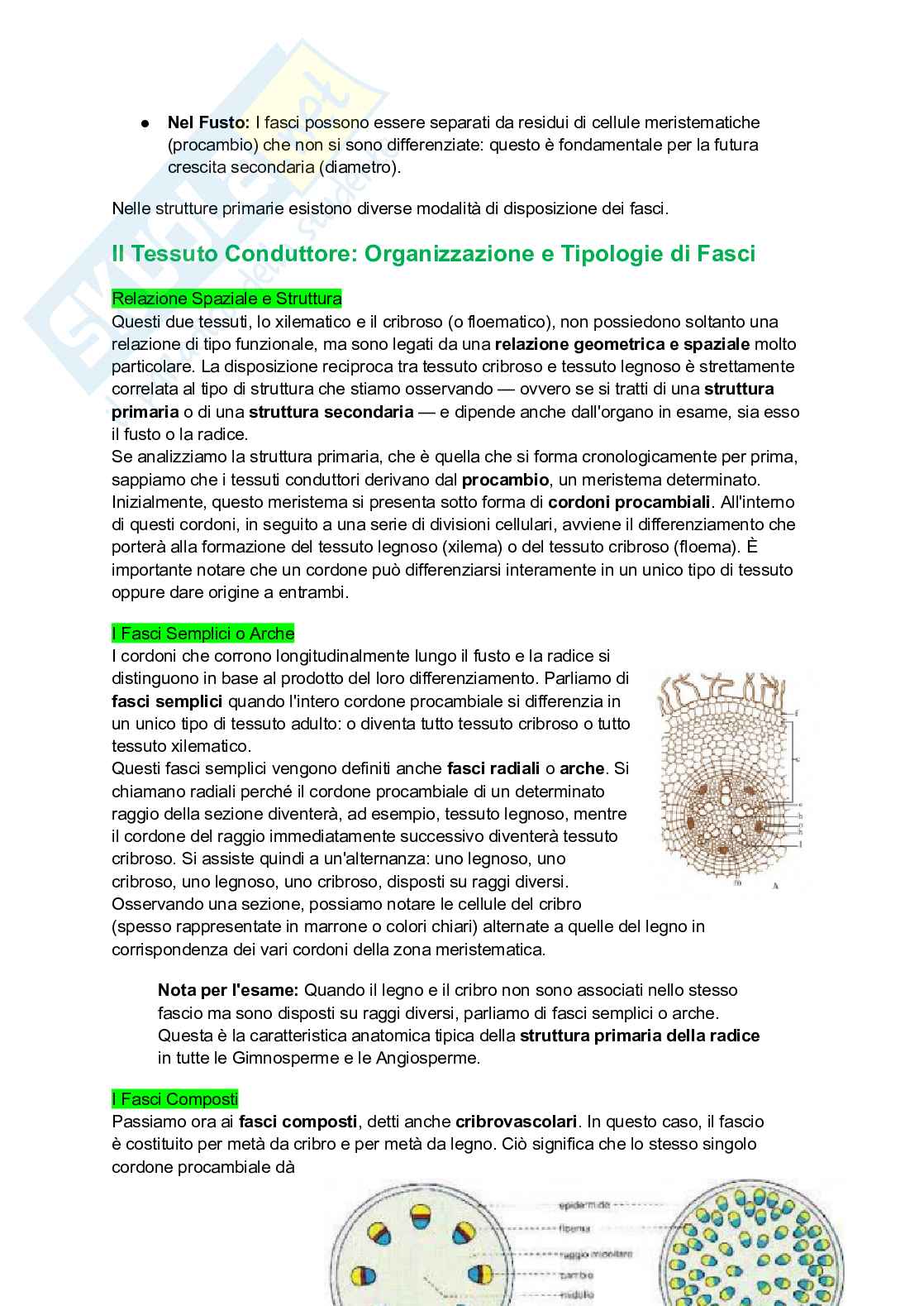 Appunti completi di Botanica generale Pag. 71