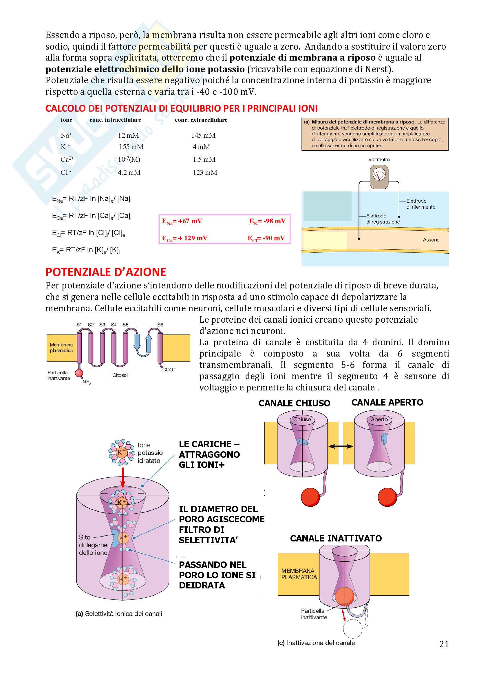 Biologia Animale e Fisiologia - Appunti Pag. 21
