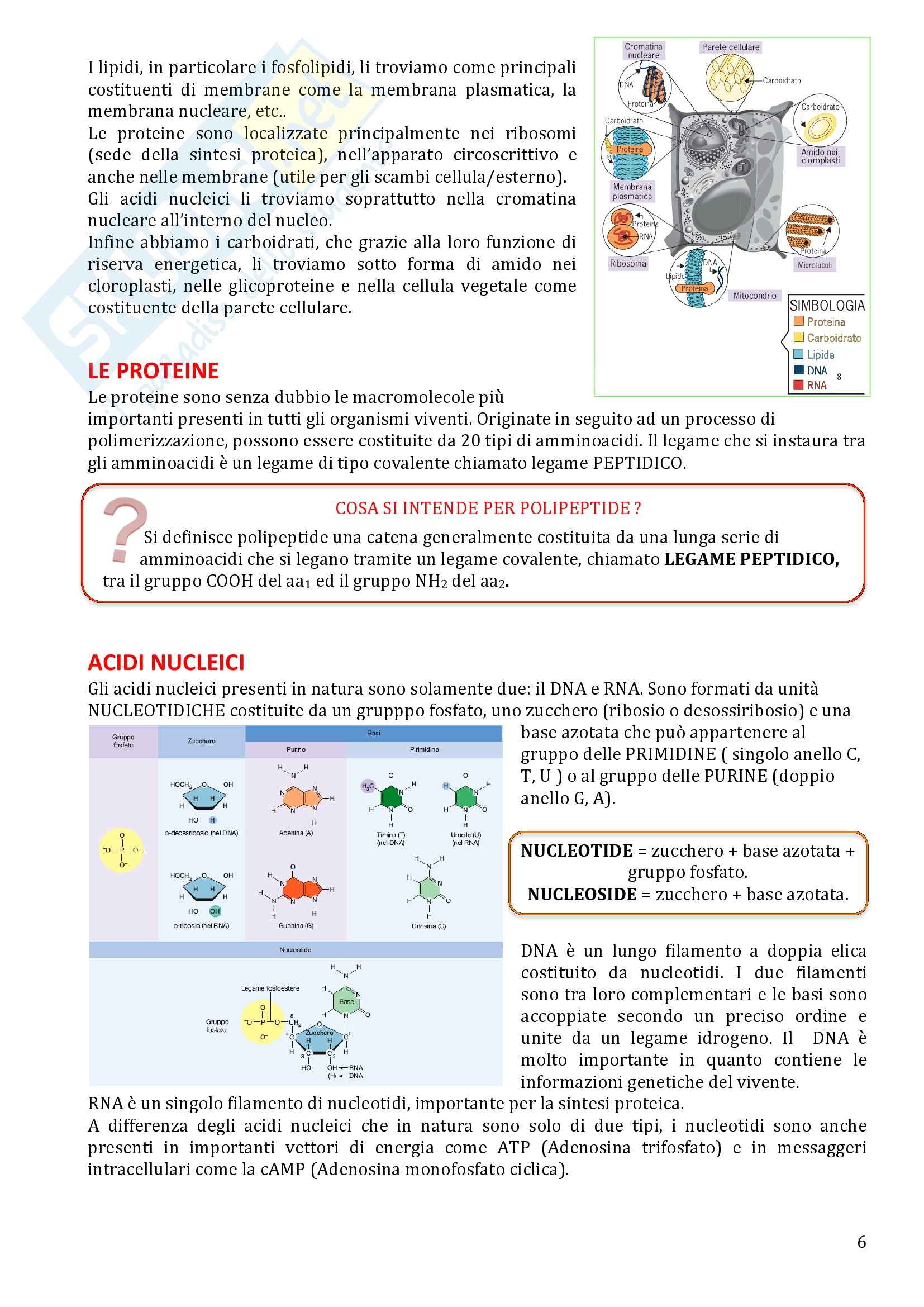 Biologia Animale e Fisiologia - Appunti Pag. 6