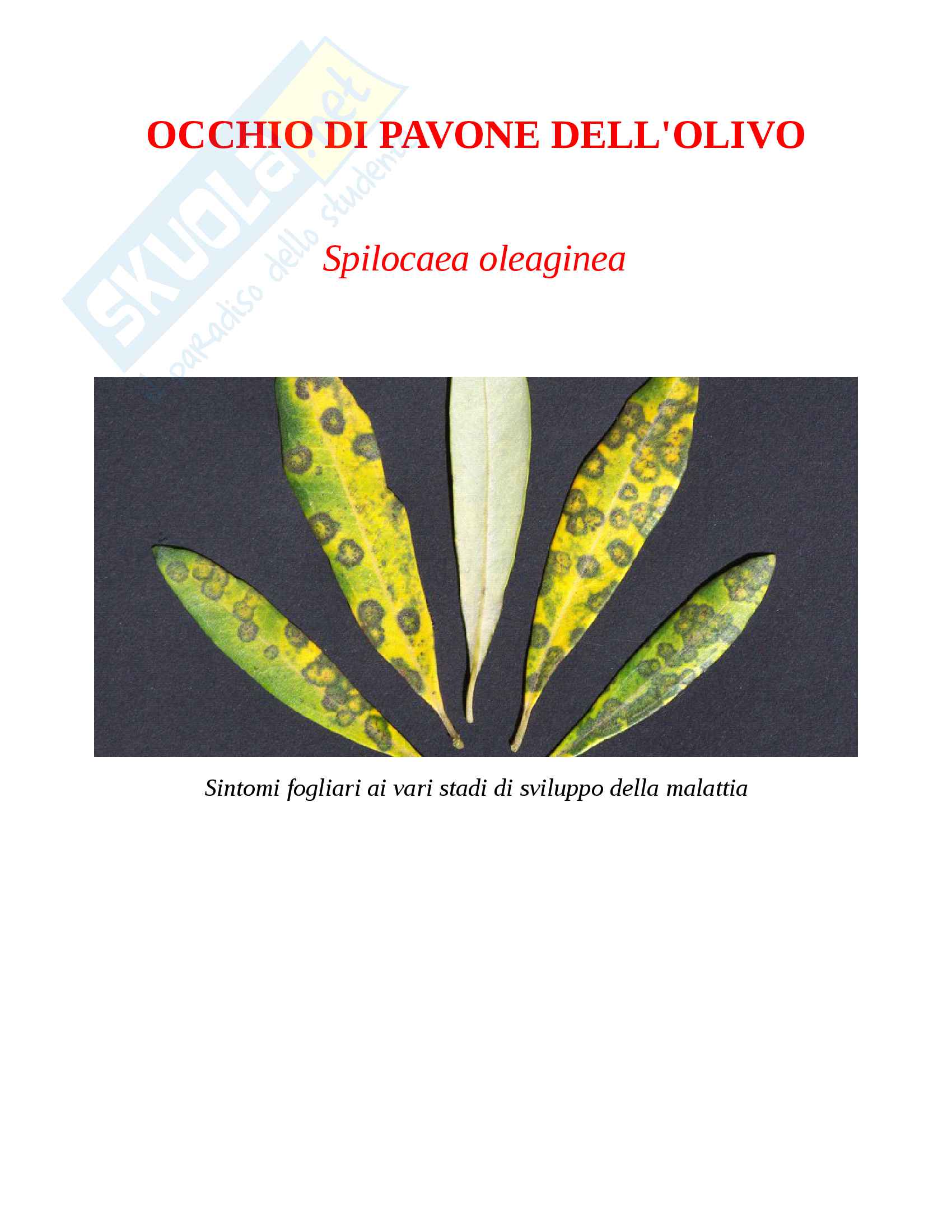 Occhio di pavone dell'olivo (Spilocaea oleaginea) Erbario fitopatologico Pag. 1