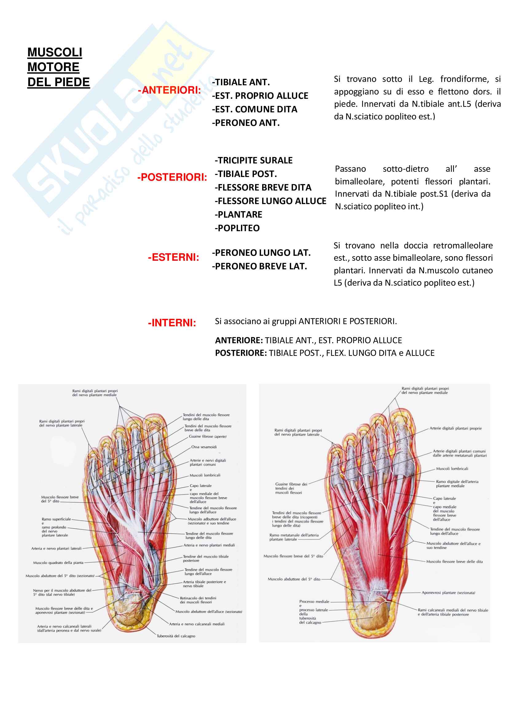 Piede (anatomia, strutture e fisiologia articolare) Pag. 6
