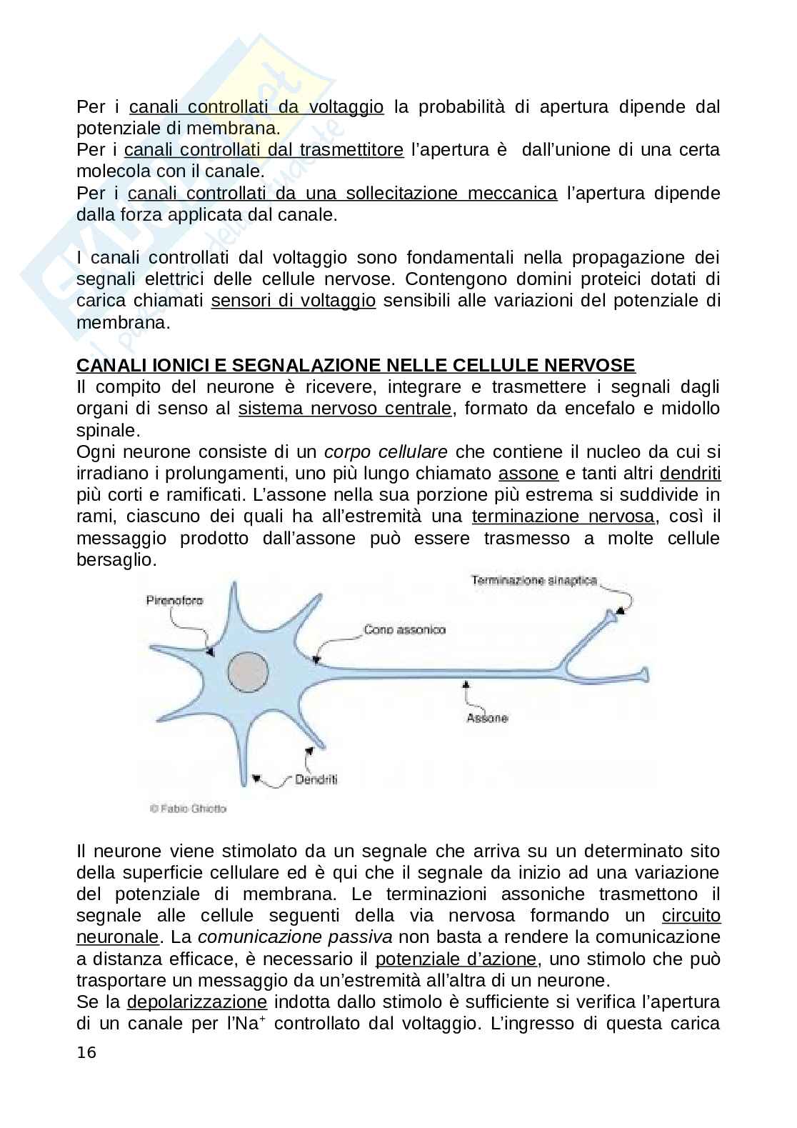 Biologia animale Pag. 16