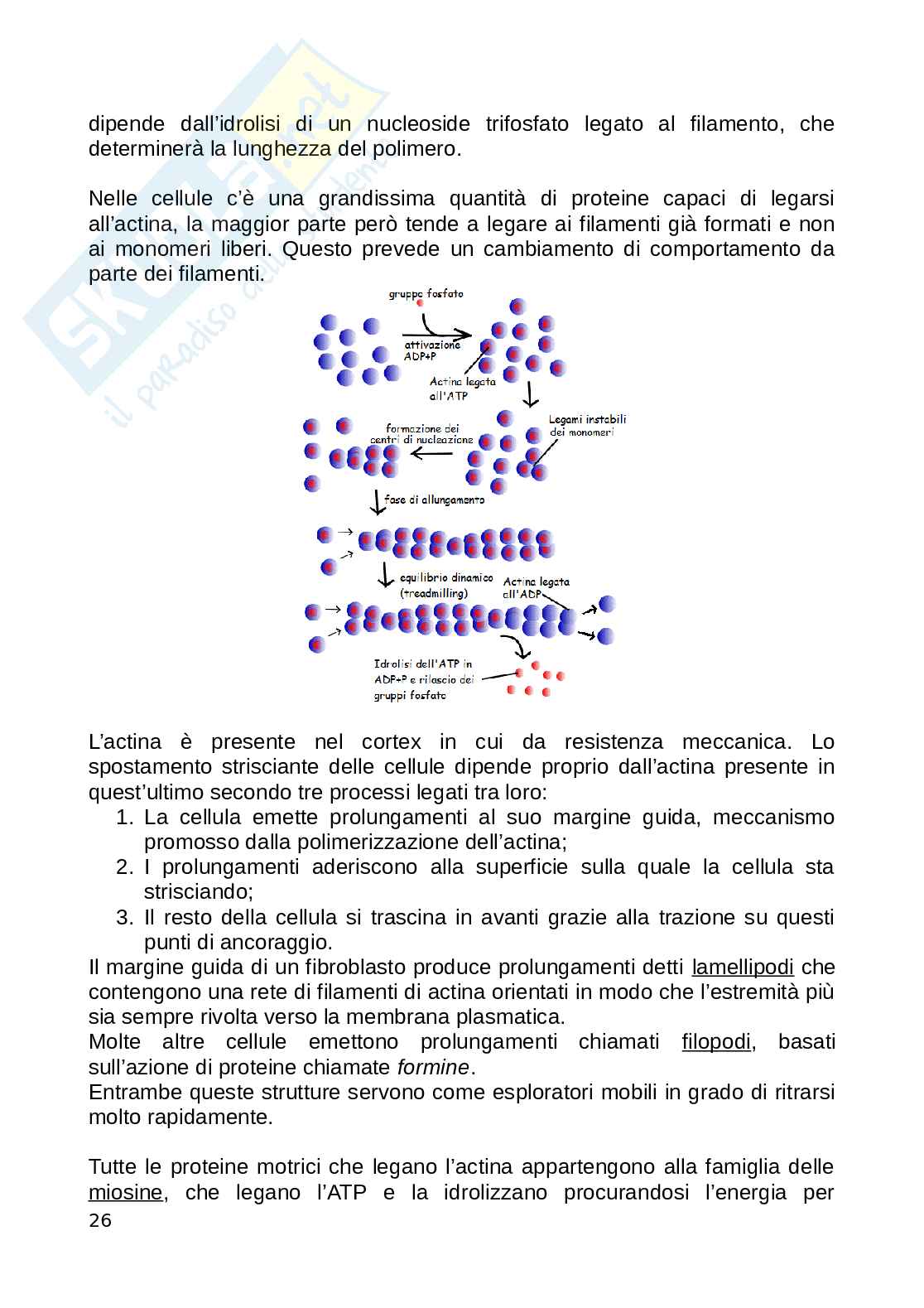 Biologia animale Pag. 26