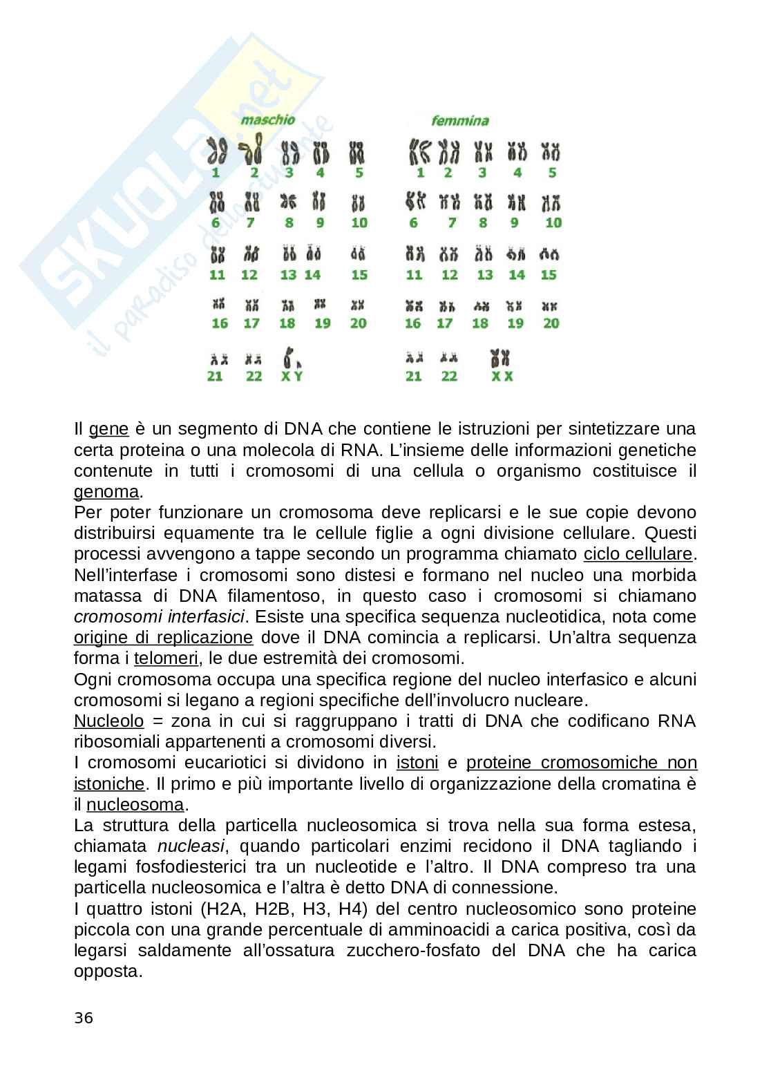 Biologia animale Pag. 36