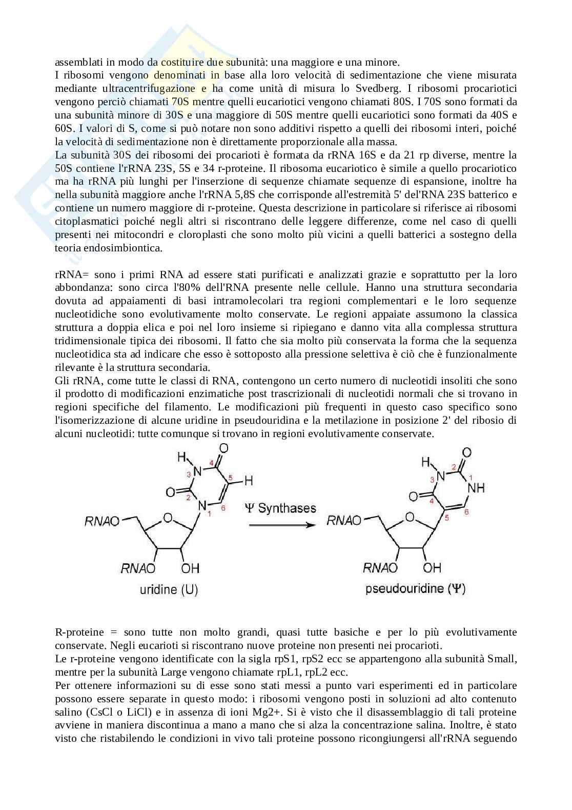 Biologia molecolare - appunti Pag. 31