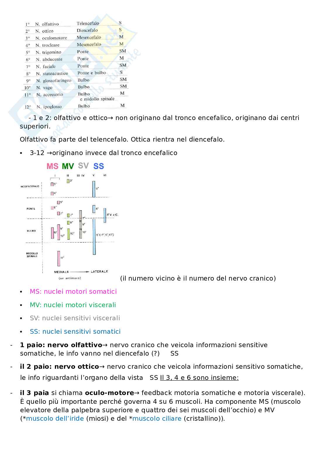 Appunti Anatomia Pag. 16