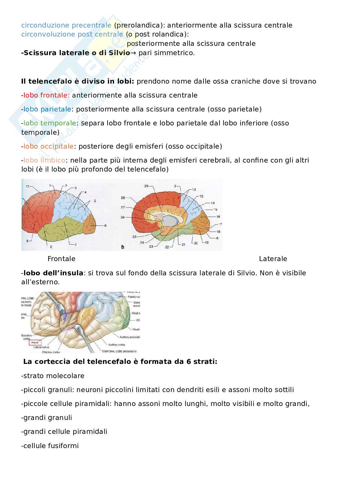 Appunti Anatomia Pag. 26