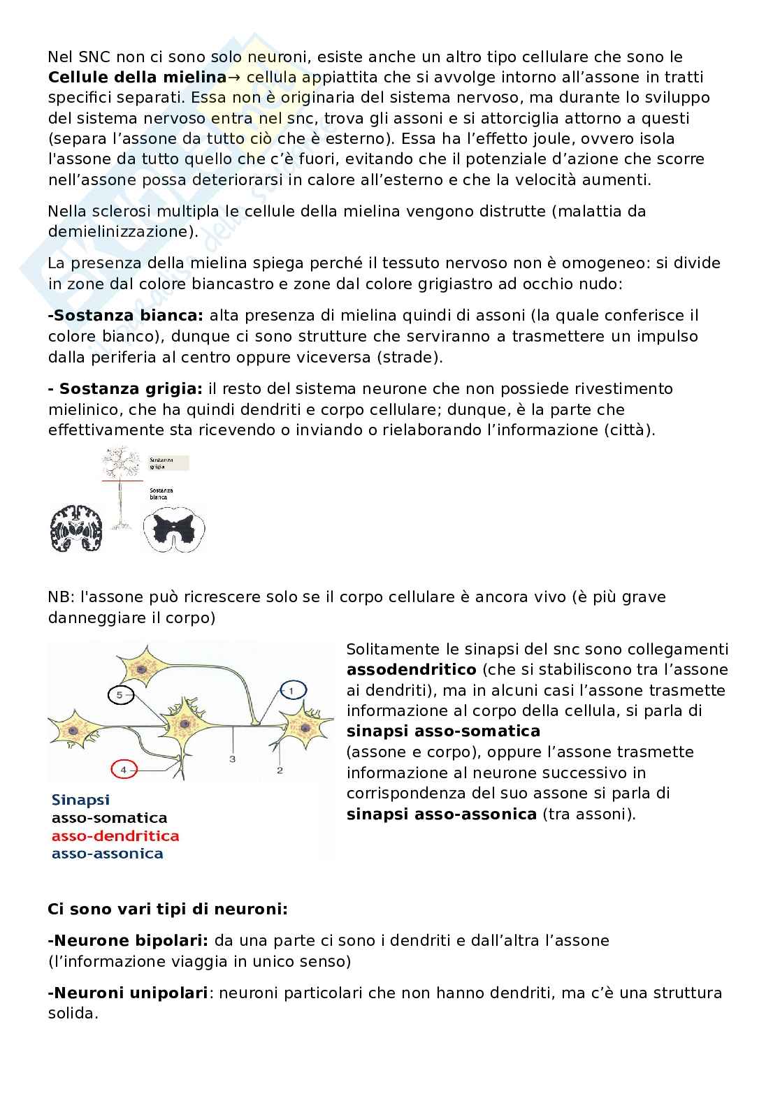 Appunti Anatomia Pag. 6