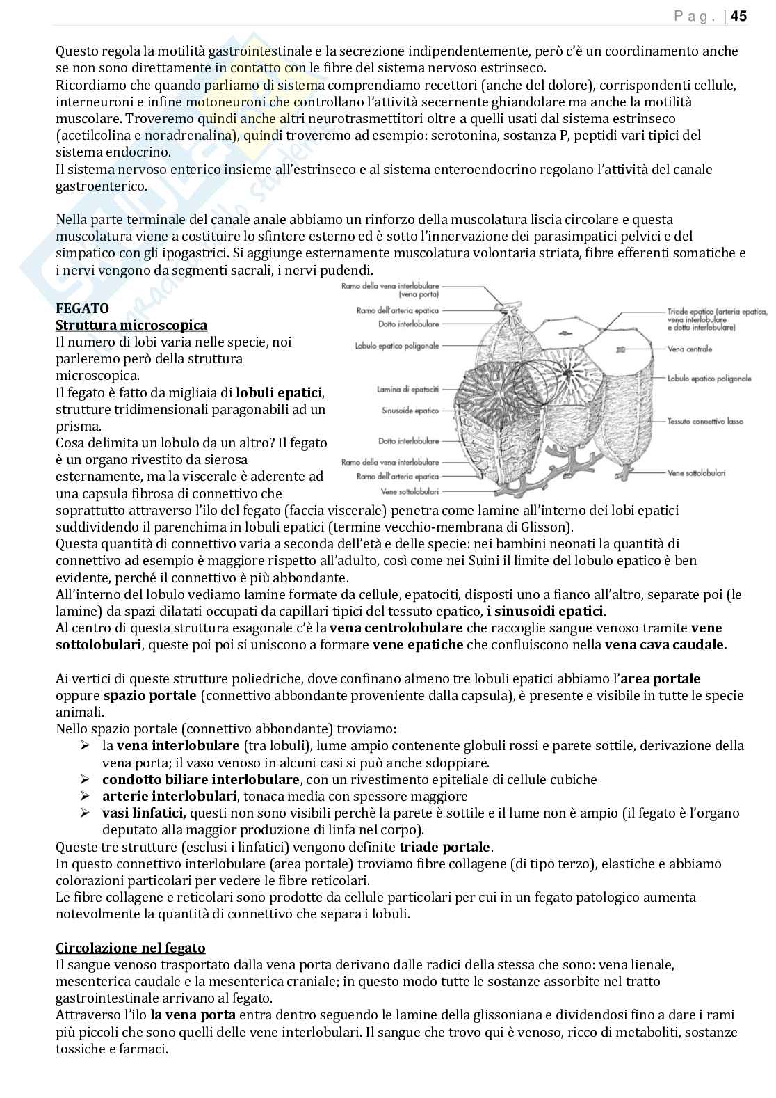 Anatomia funzionale veterinaria 2 e anatomia aviare Pag. 46