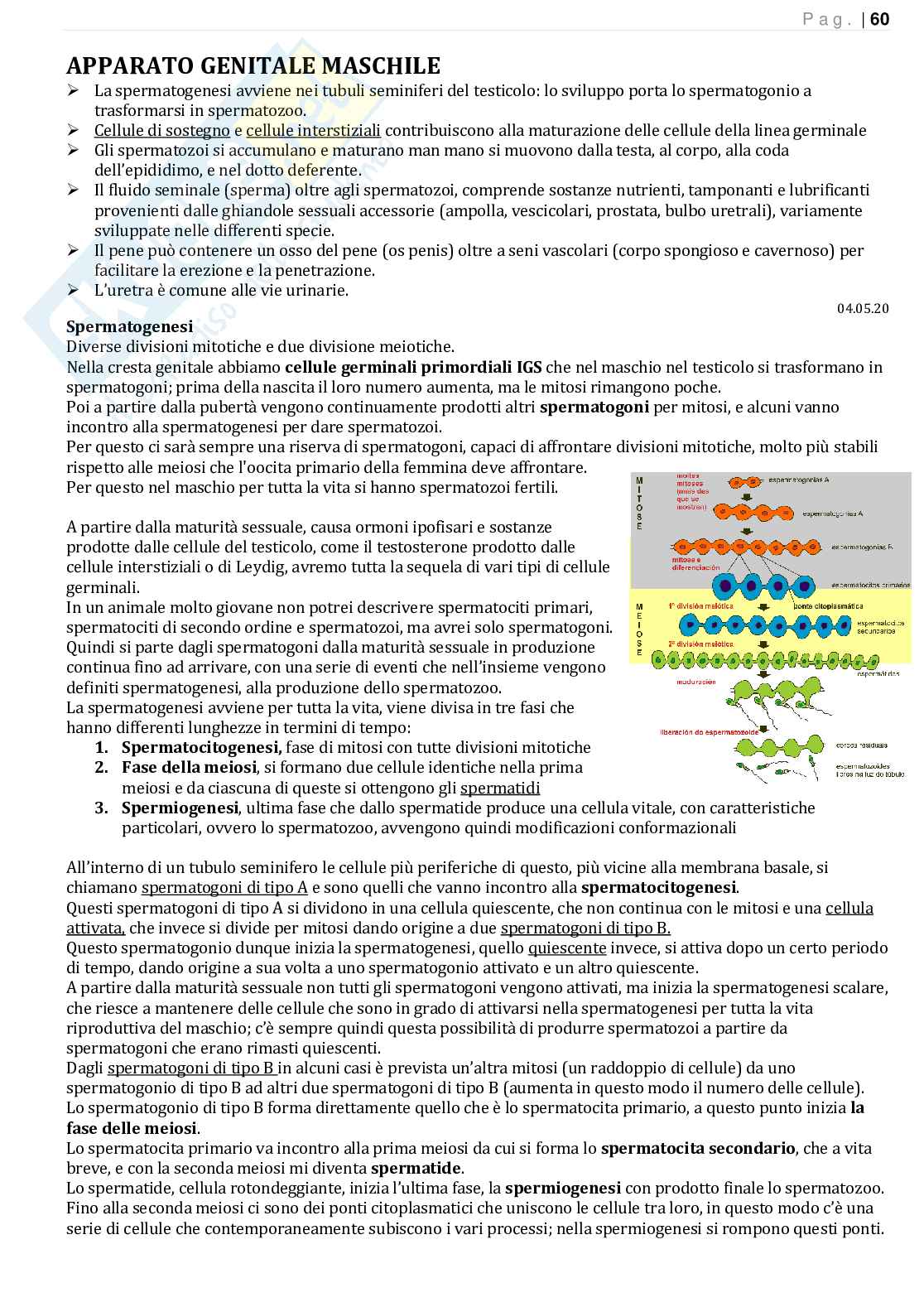 Anatomia funzionale veterinaria 2 e anatomia aviare Pag. 61