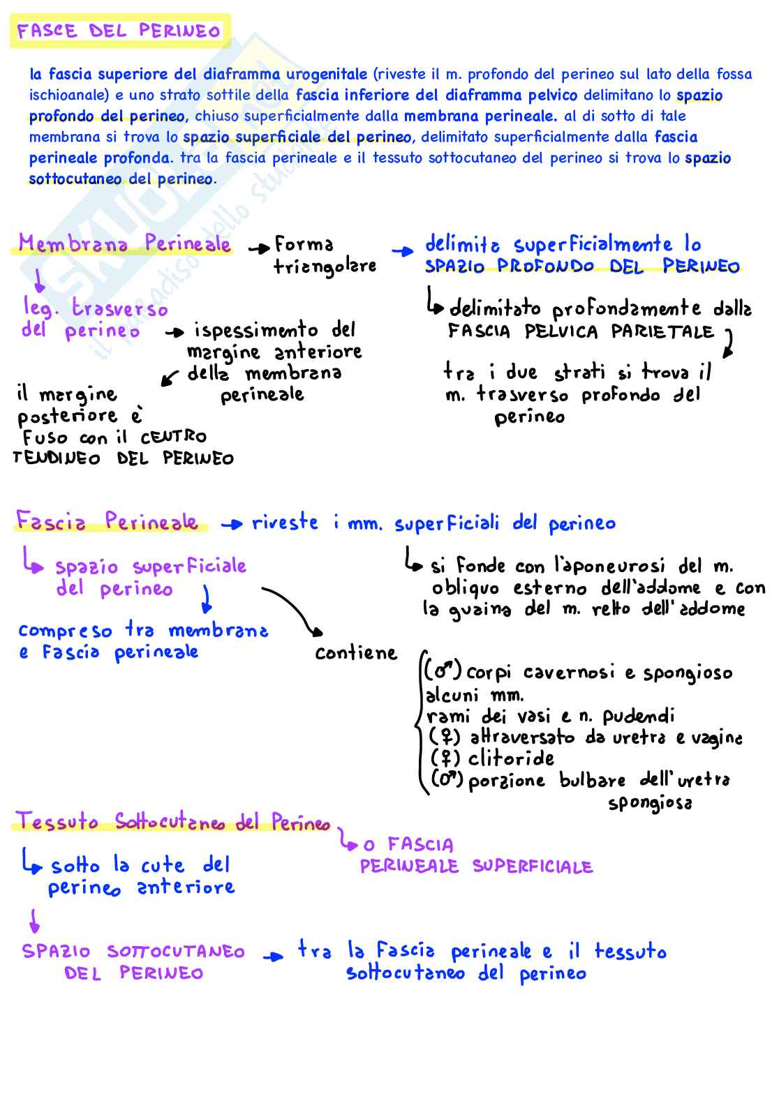 Sistema Locomotore: mappe concettuali digitali a colori con immagini Pag. 31