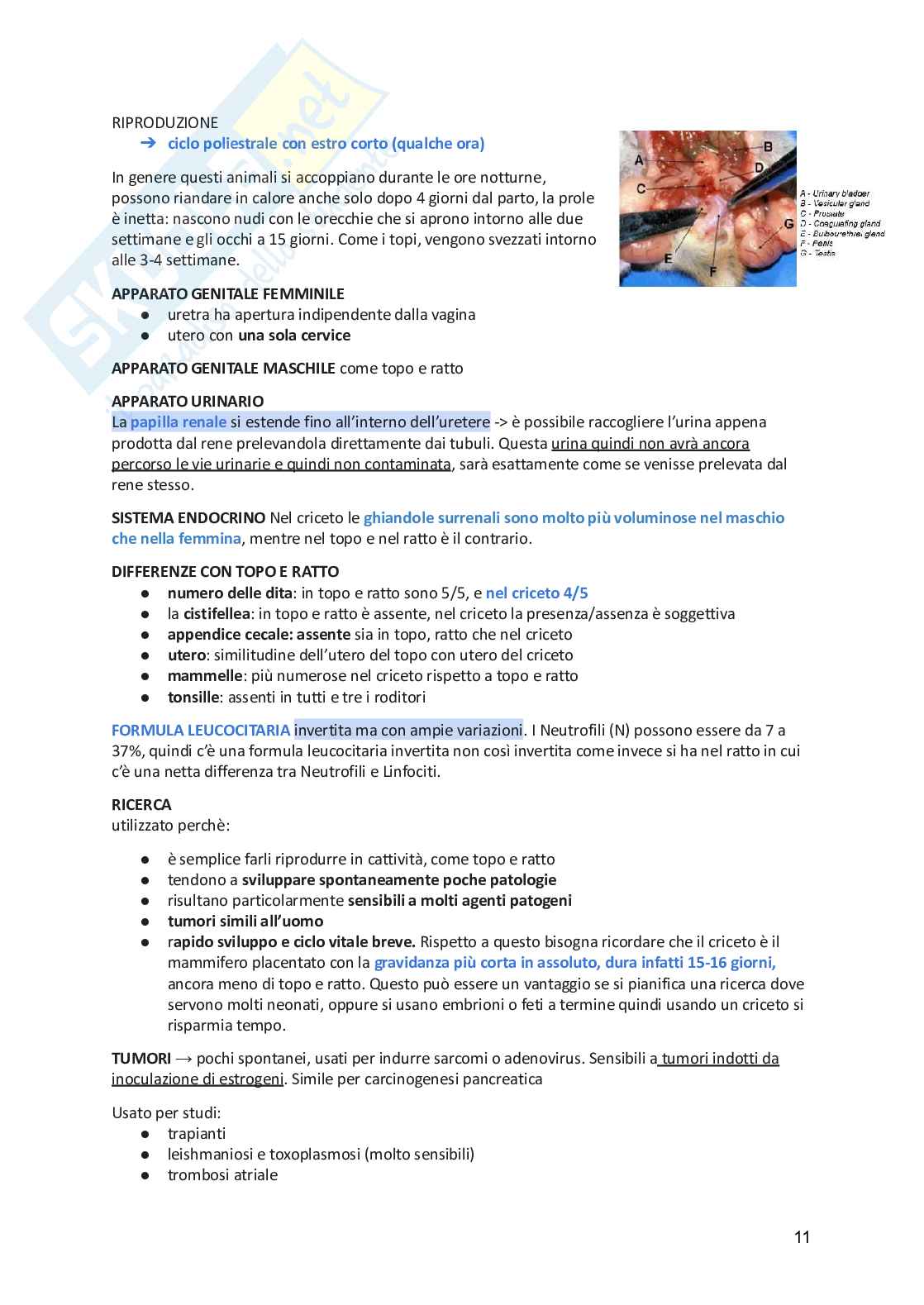 Anatomia animale  Pag. 11
