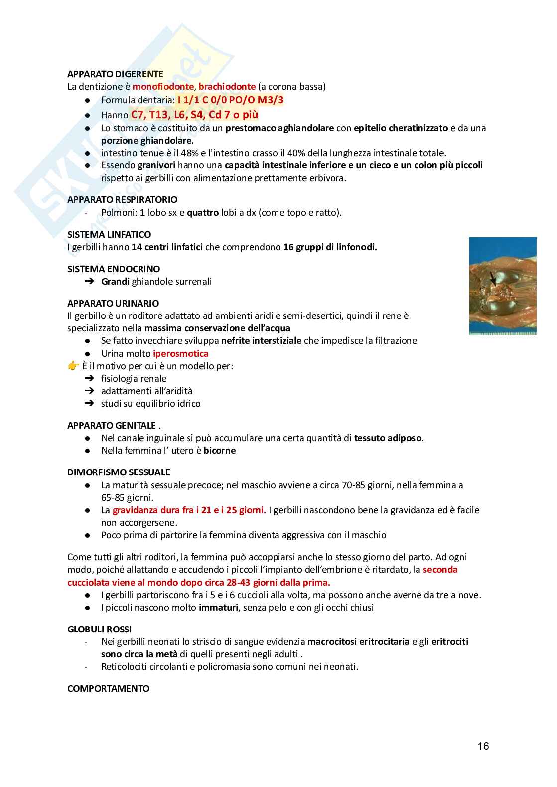 Anatomia animale  Pag. 16