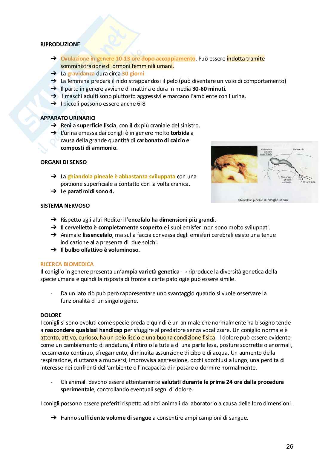 Anatomia animale  Pag. 26