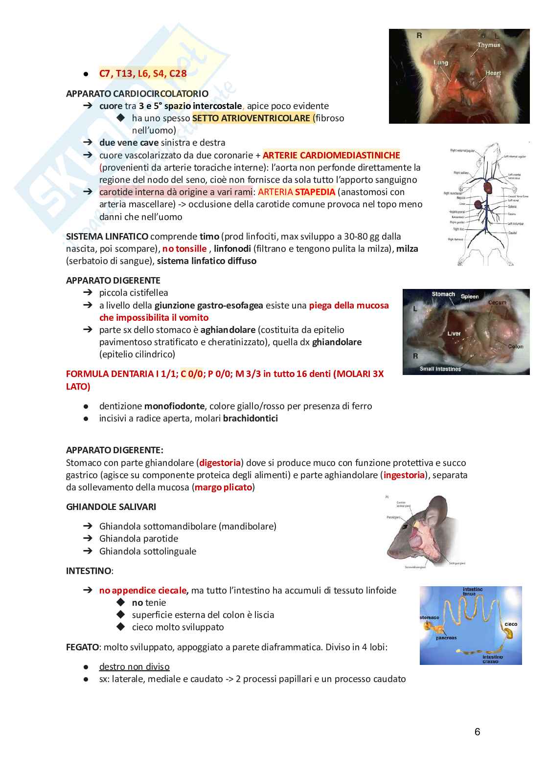 Anatomia animale  Pag. 6