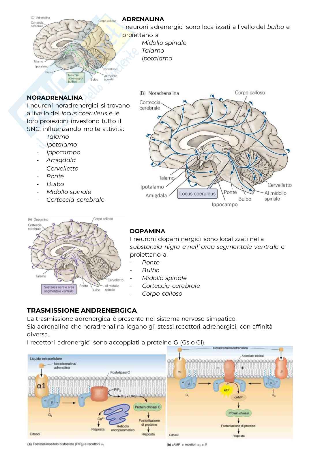 Quaderno appunti Neurofisiologia Pag. 36