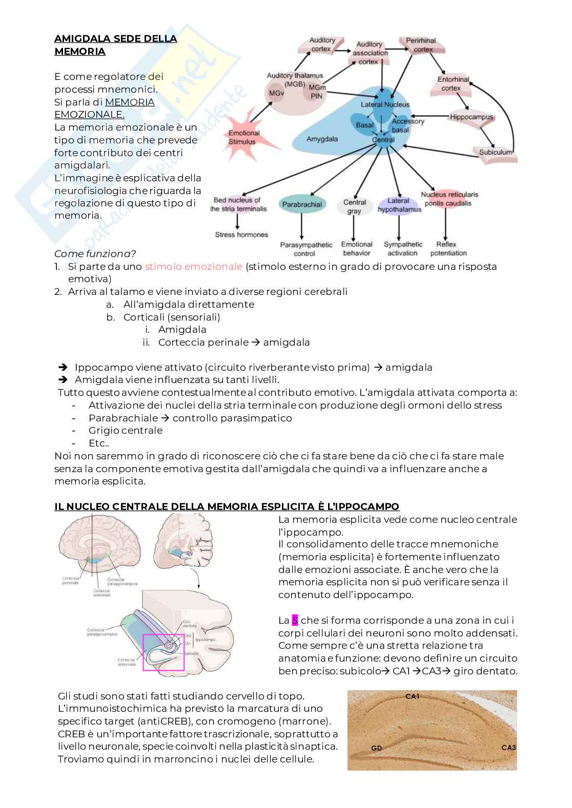 Quaderno appunti Neurofisiologia Pag. 81