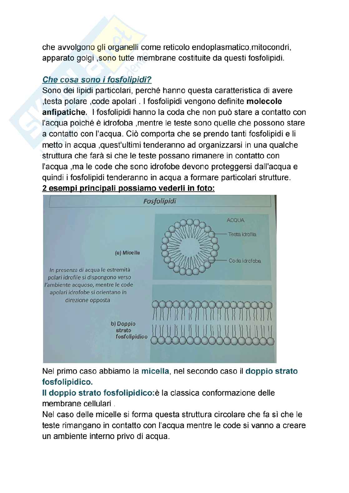 Riassunto esame biologia molecolare, Prof. Imperatore Roberta, libro consigliato Citologia e Istologia , Delle donne  Pag. 6