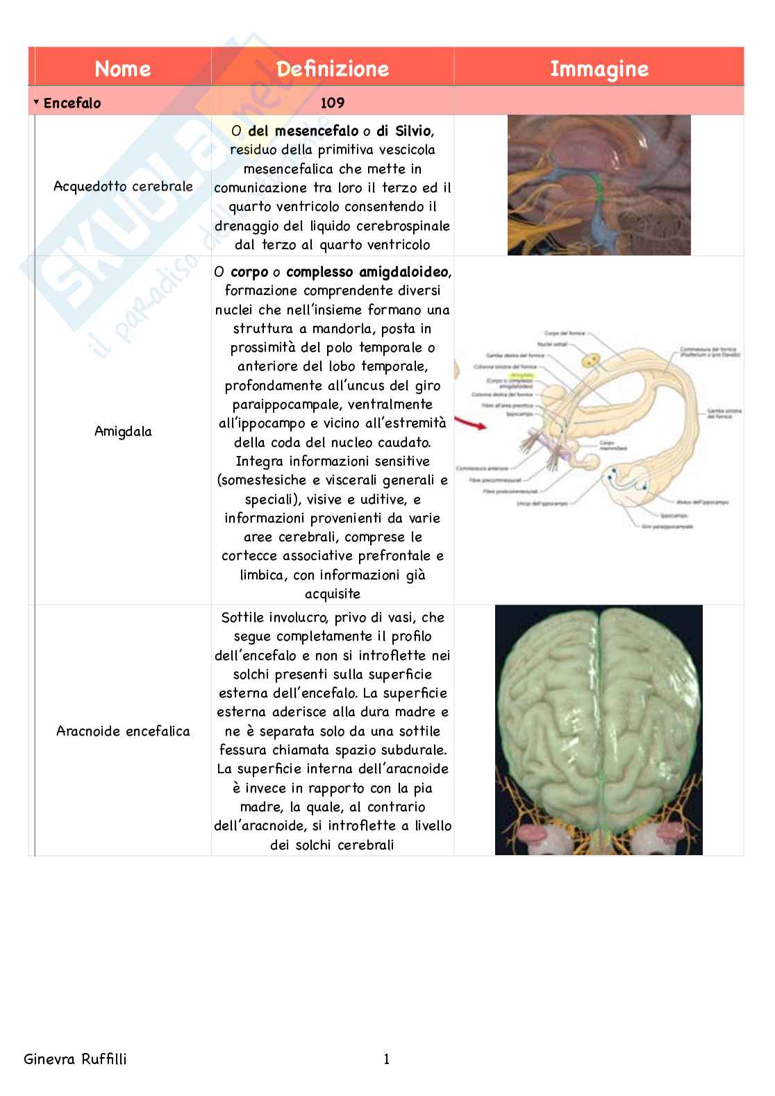 Glossario Anatomia - Neuroanatomia Pag. 1