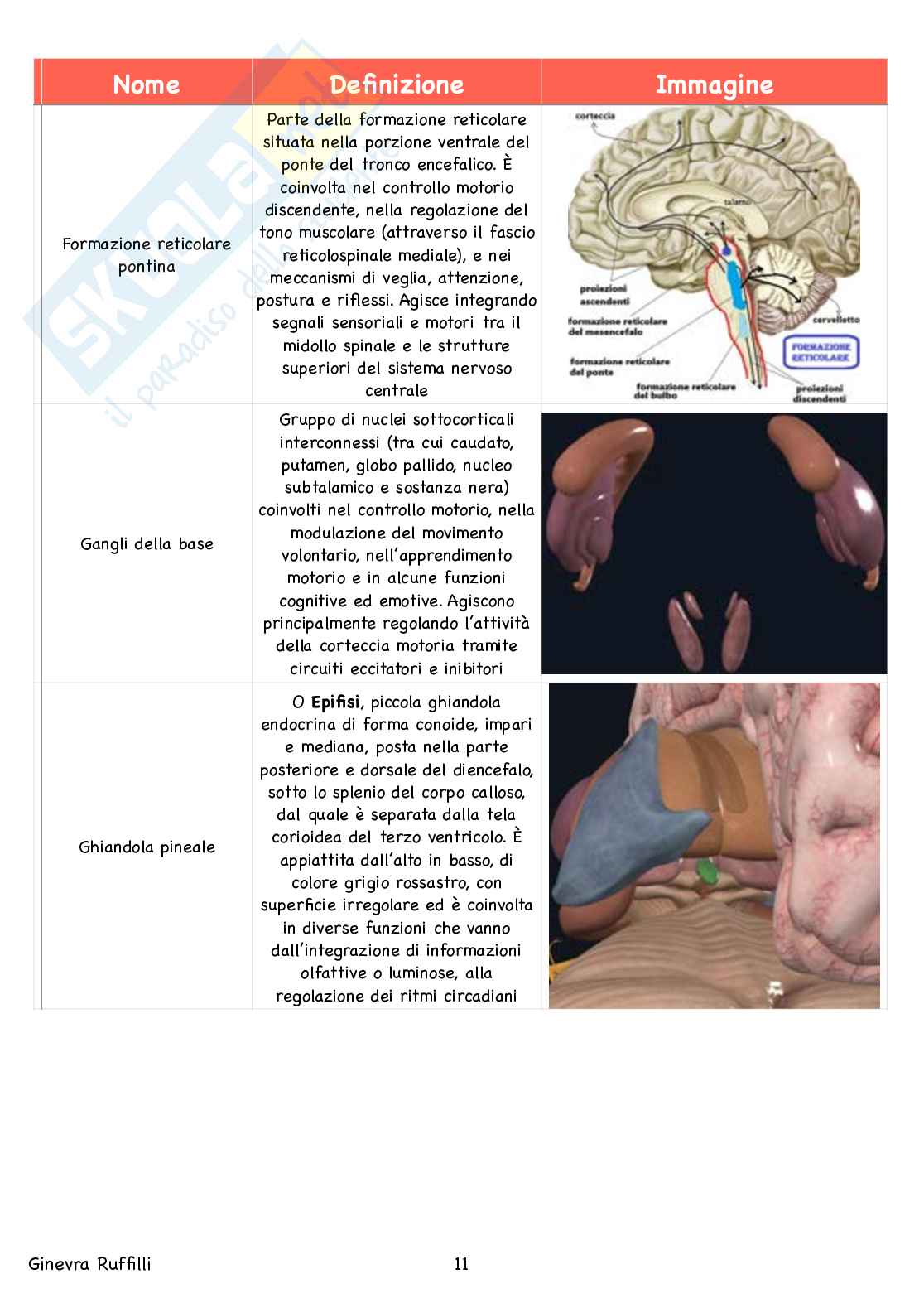 Glossario Anatomia - Neuroanatomia Pag. 11