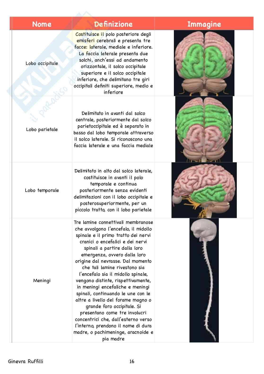 Glossario Anatomia - Neuroanatomia Pag. 16