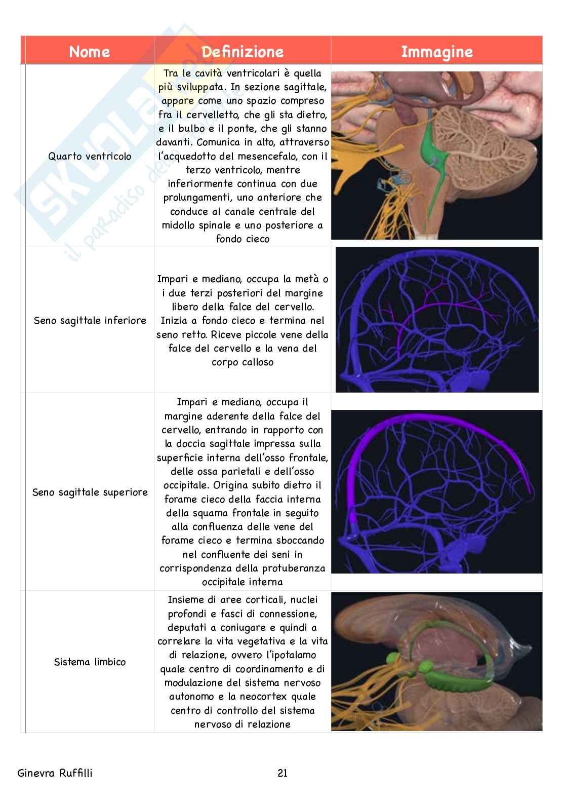 Glossario Anatomia - Neuroanatomia Pag. 21