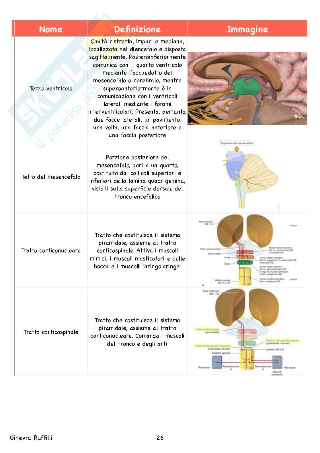 Glossario Anatomia - Neuroanatomia Pag. 26