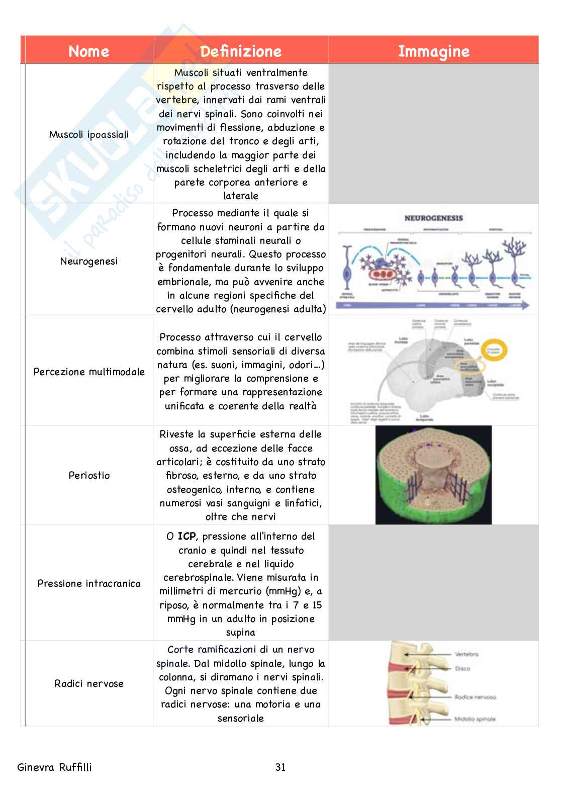 Glossario Anatomia - Neuroanatomia Pag. 31