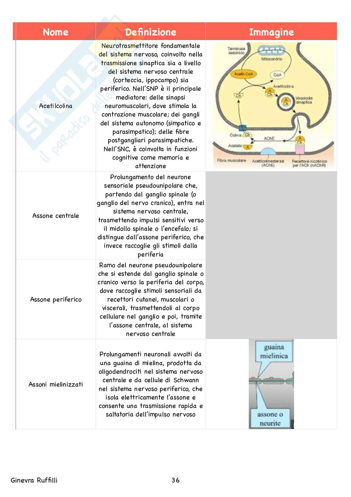 Glossario Anatomia - Neuroanatomia Pag. 36