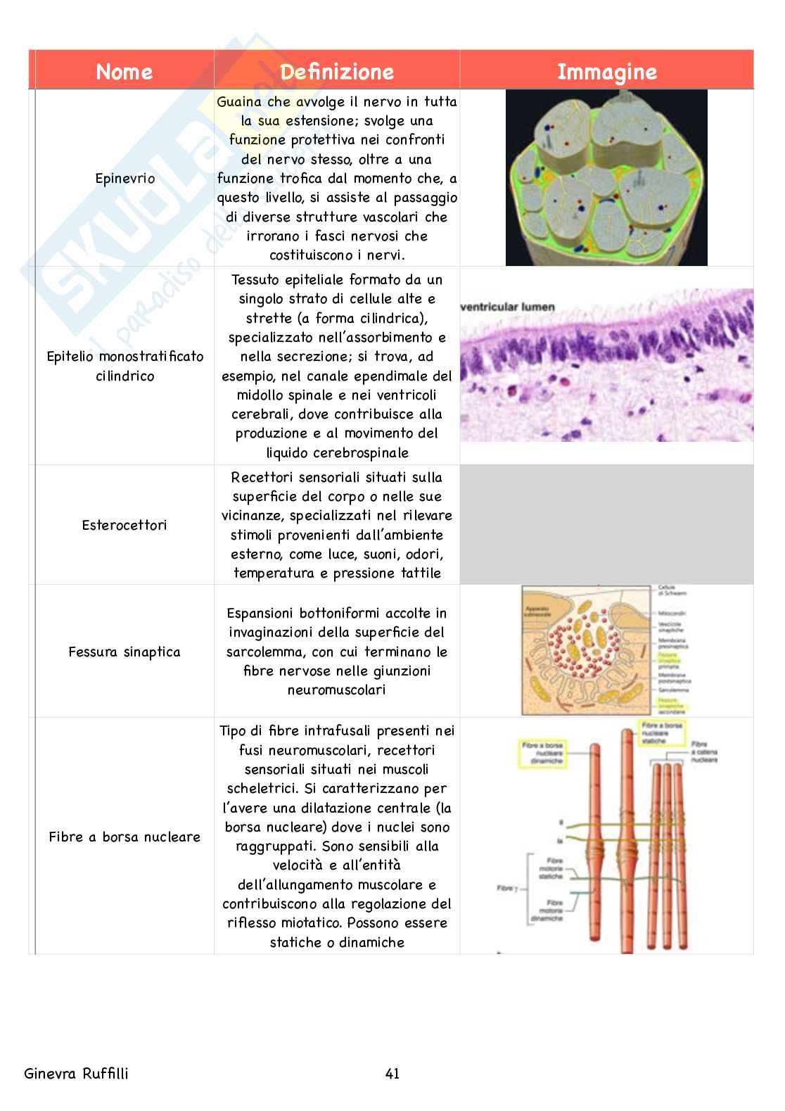 Glossario Anatomia - Neuroanatomia Pag. 41