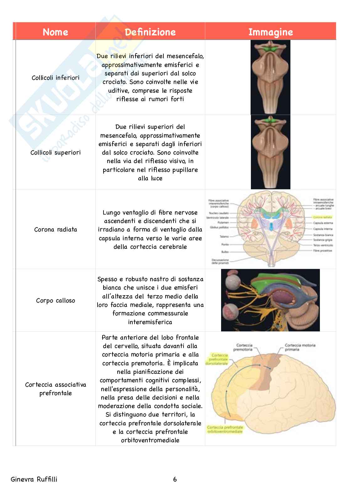 Glossario Anatomia - Neuroanatomia Pag. 6