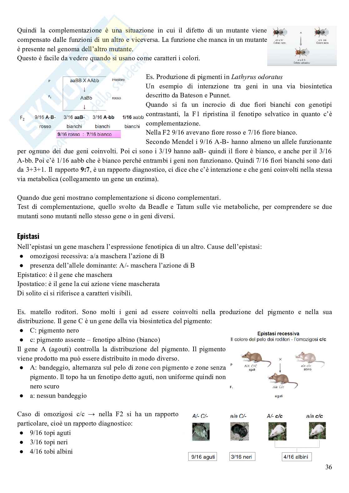 Genetica - parte1 Pag. 36