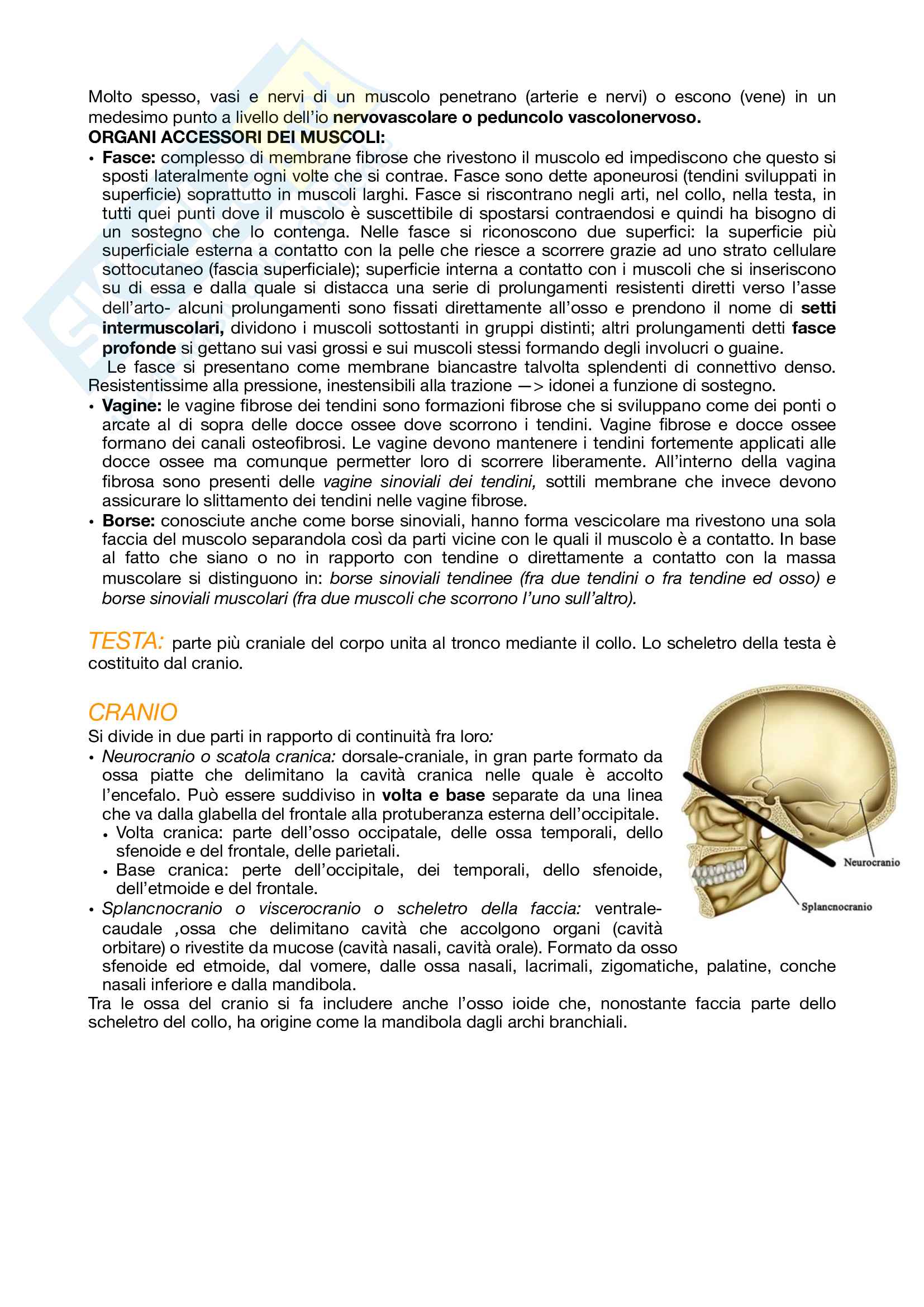 Anatomia Umana Pag. 21