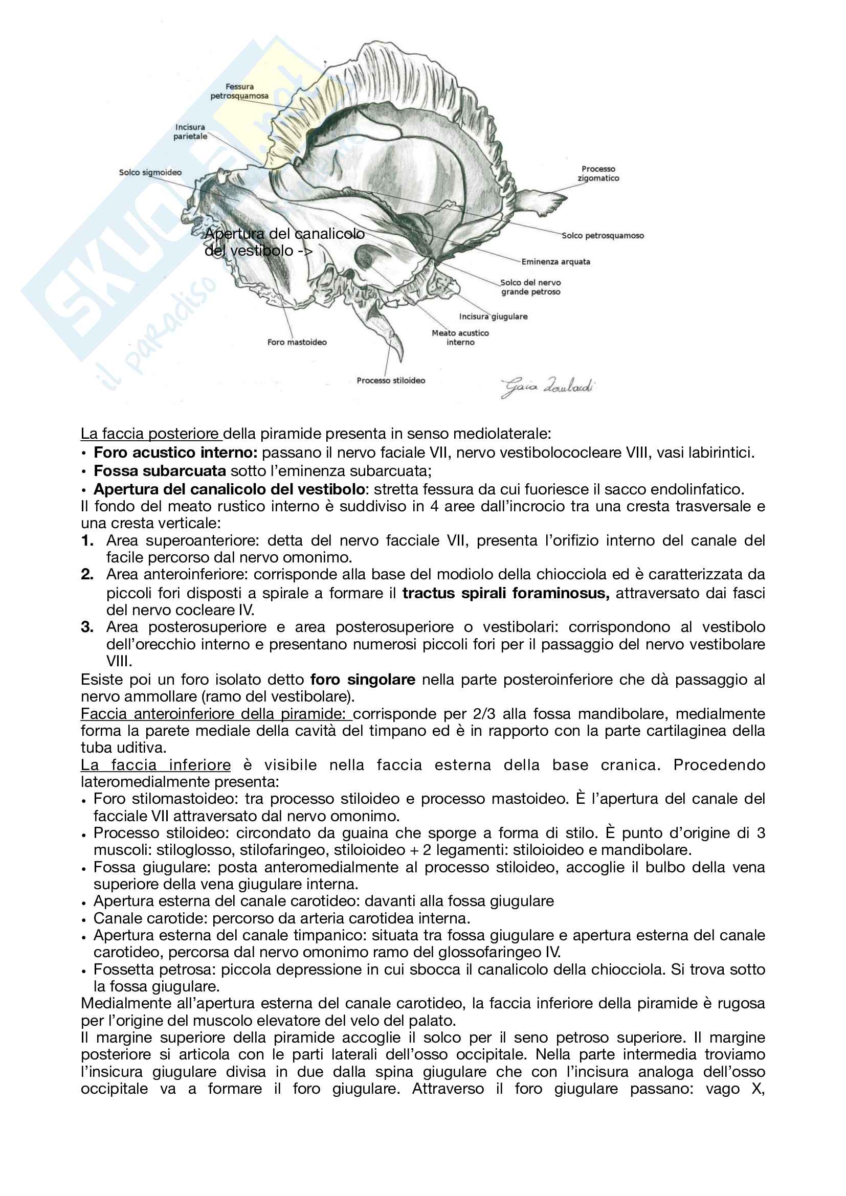 Anatomia Umana Pag. 31