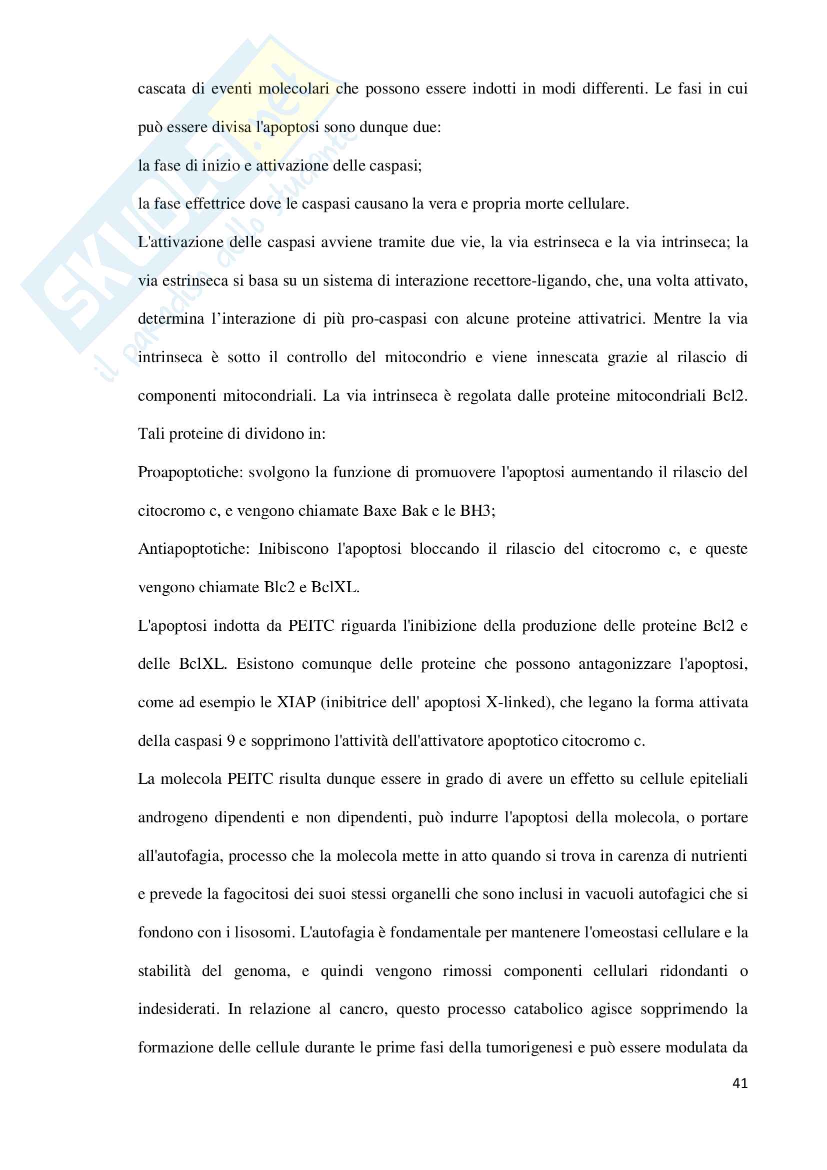 Tesi: Proprietà biologico-funzionali dei glucosinolati Pag. 41