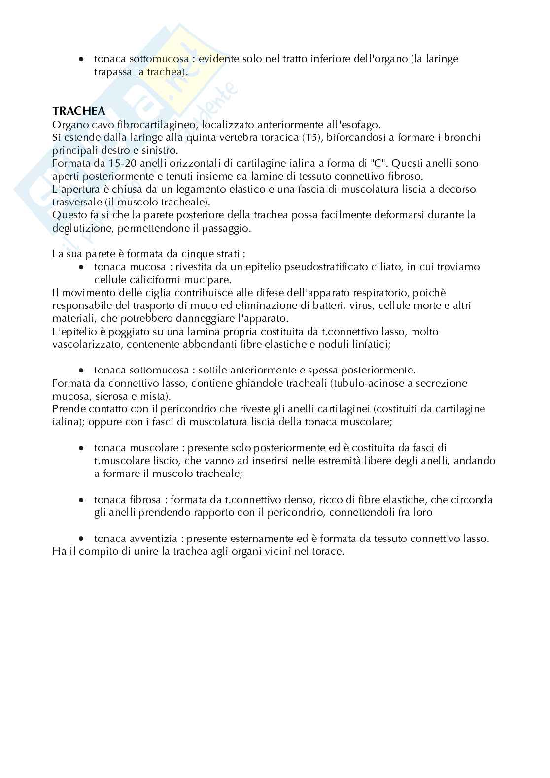 Appunti di Istologia sull'anatomia microscopica-apparato respiratorio e urinario Pag. 2