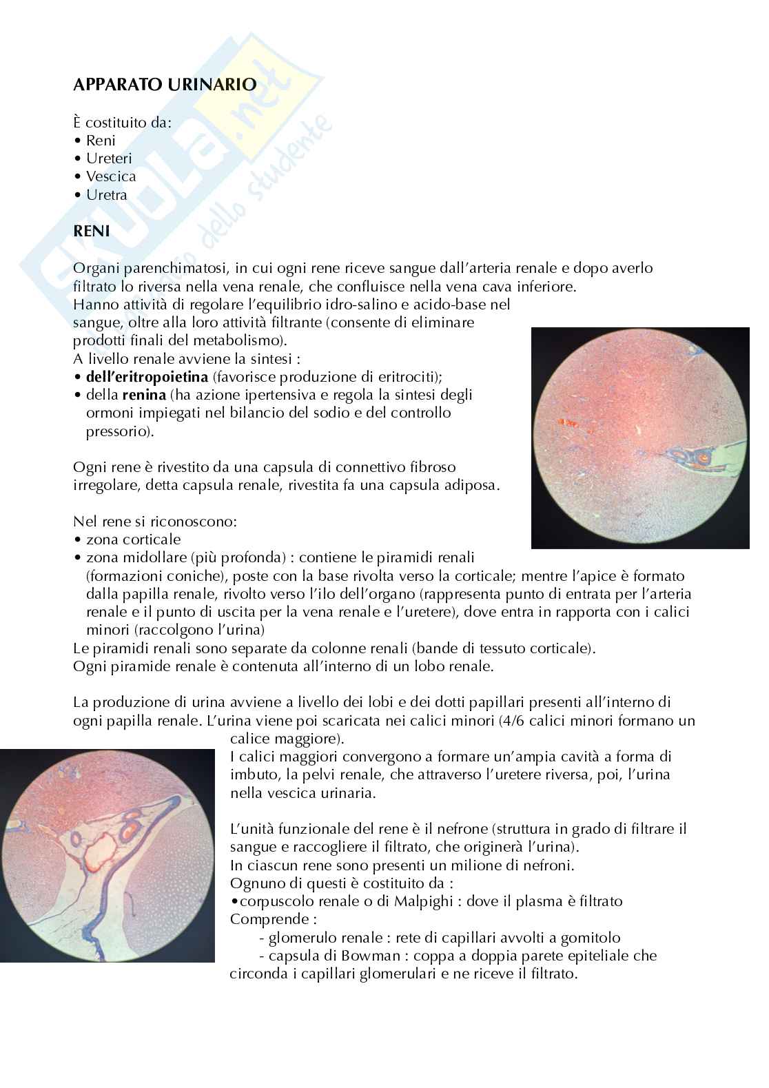 Appunti di Istologia sull'anatomia microscopica-apparato respiratorio e urinario Pag. 6