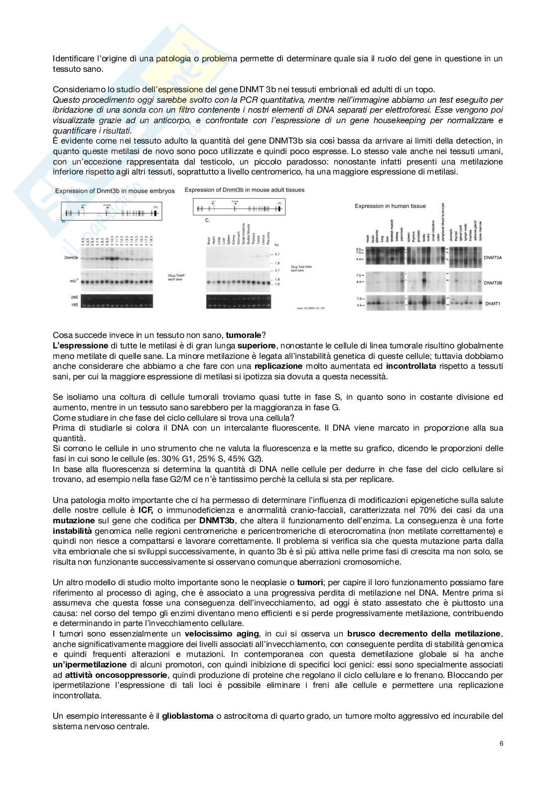 Epigenetica Pag. 6