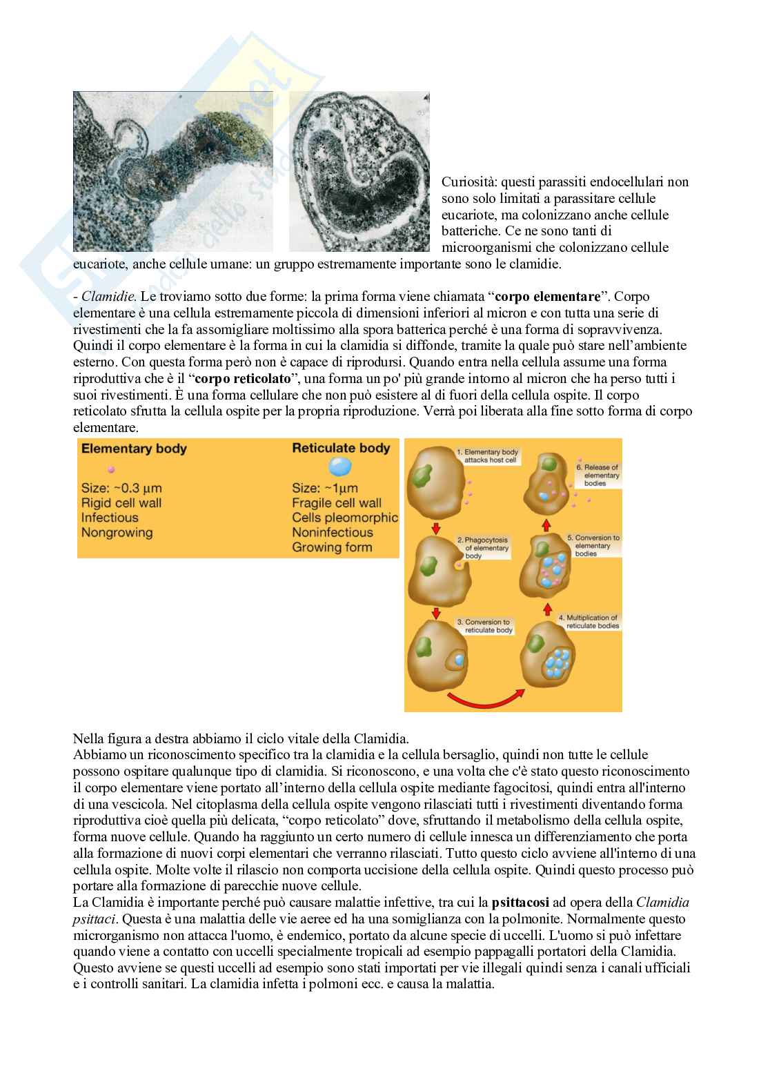 Microbiologia con laboratorio - Lezione 14 Pag. 11