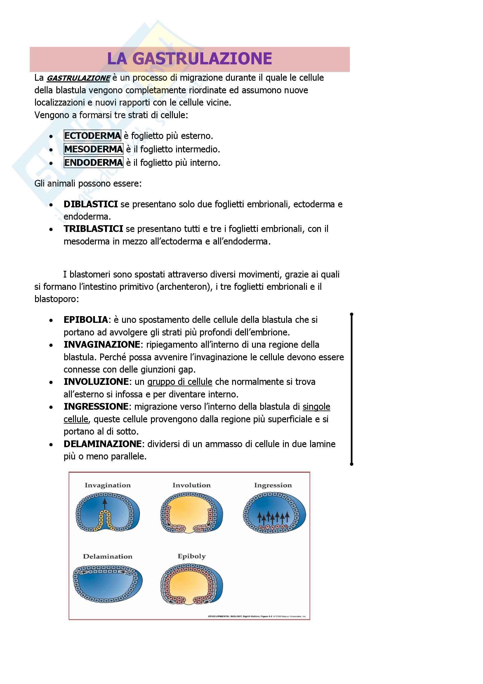 Gastrulazione Pag. 2