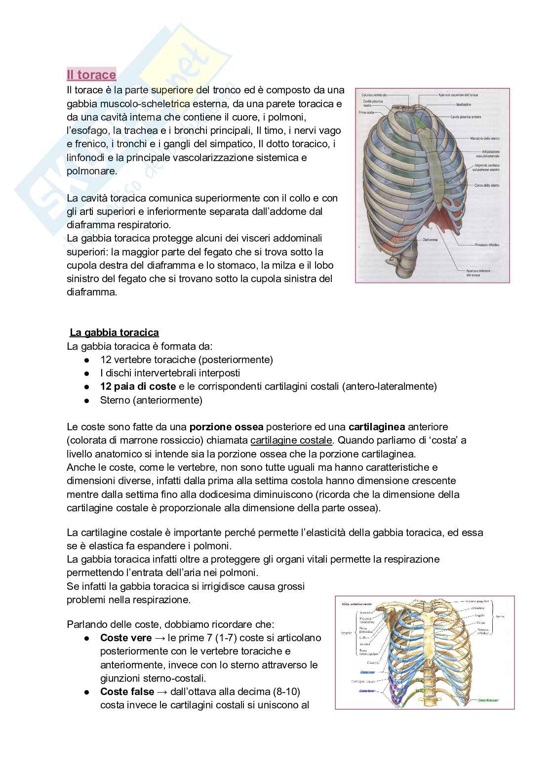 Anatomia I - Torace, diaframma e cingolo pelvico Pag. 1