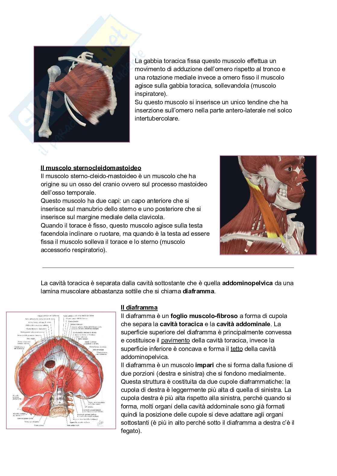Anatomia I - Torace, diaframma e cingolo pelvico Pag. 11