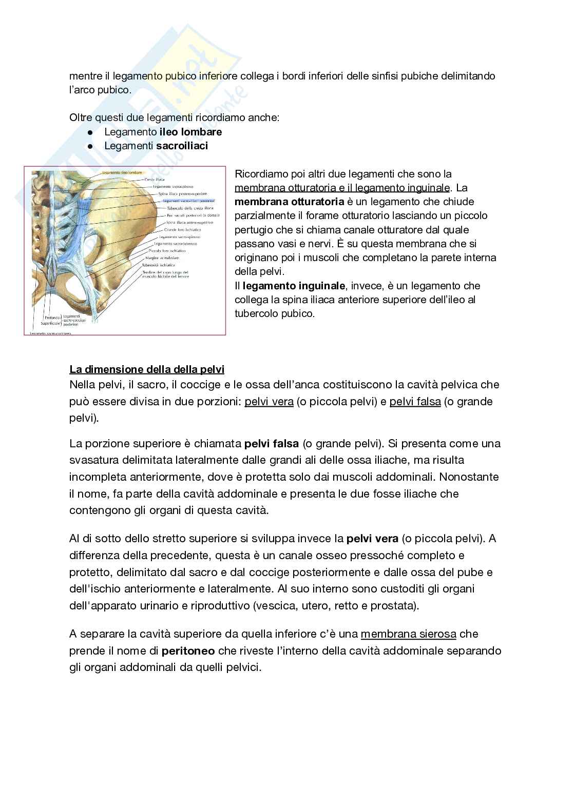 Anatomia I - Torace, diaframma e cingolo pelvico Pag. 16