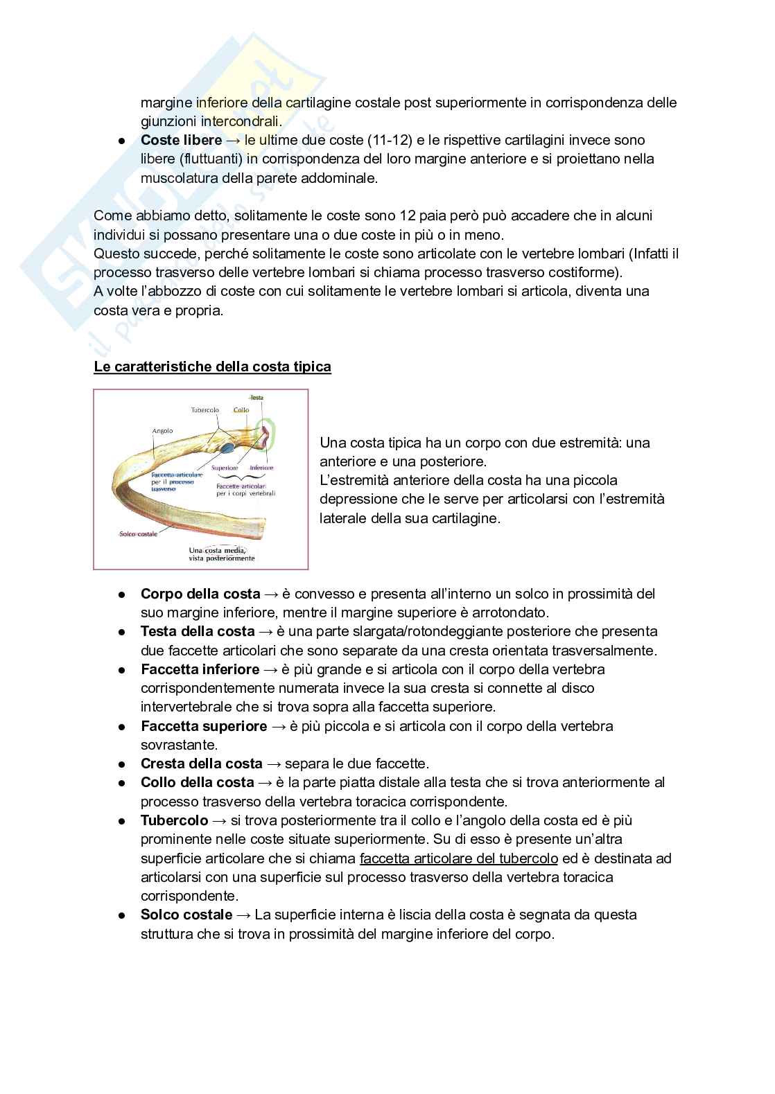 Anatomia I - Torace, diaframma e cingolo pelvico Pag. 2