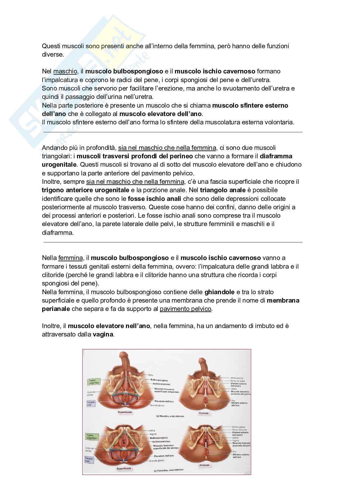 Anatomia I - Torace, diaframma e cingolo pelvico Pag. 26