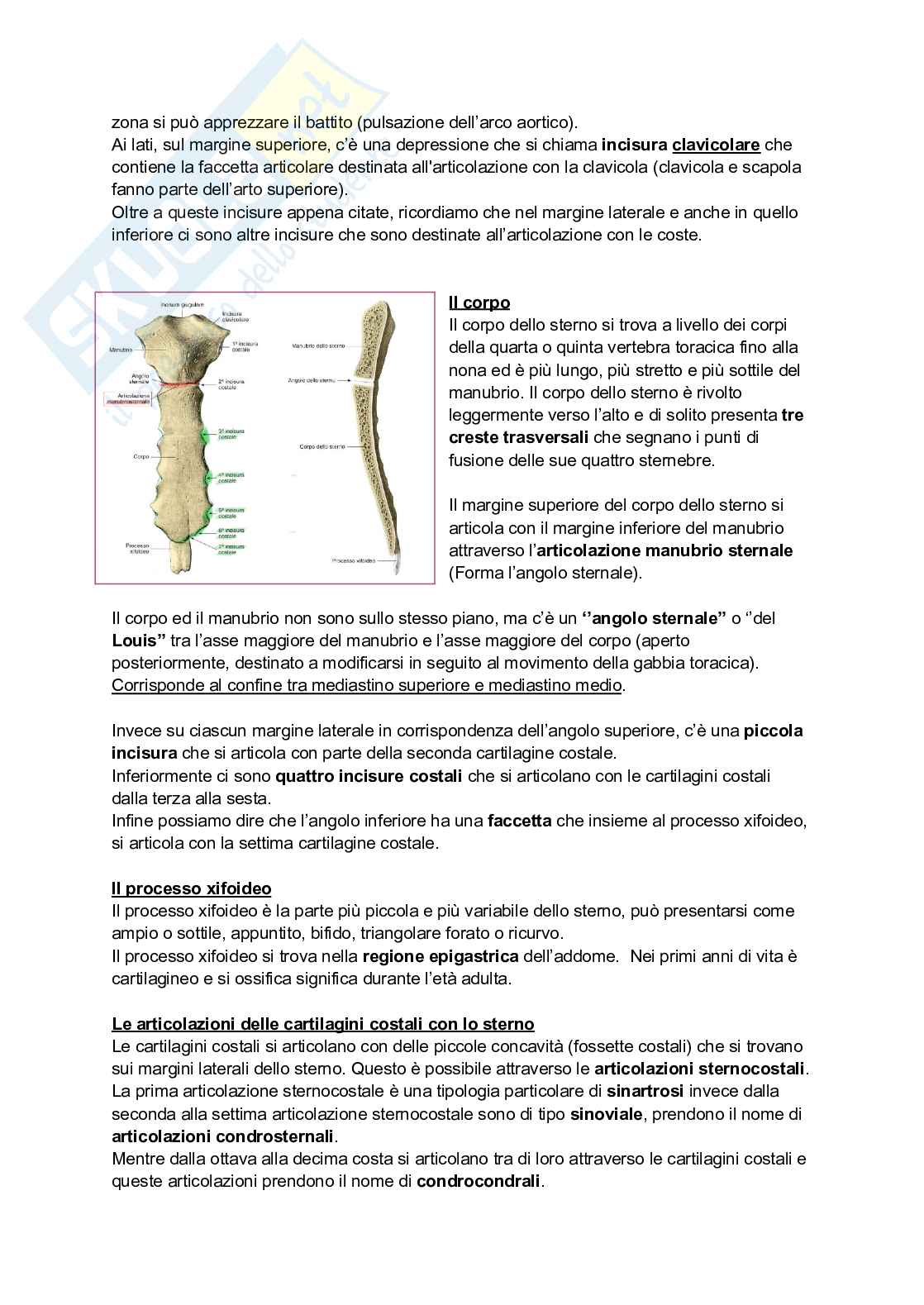Anatomia I - Torace, diaframma e cingolo pelvico Pag. 6