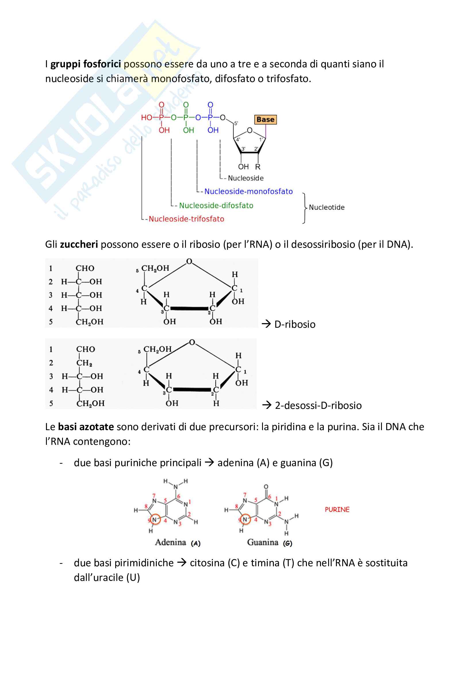 Nucleotidi e acidi nucleici - Schemi riassuntivi di Biochimica Pag. 2