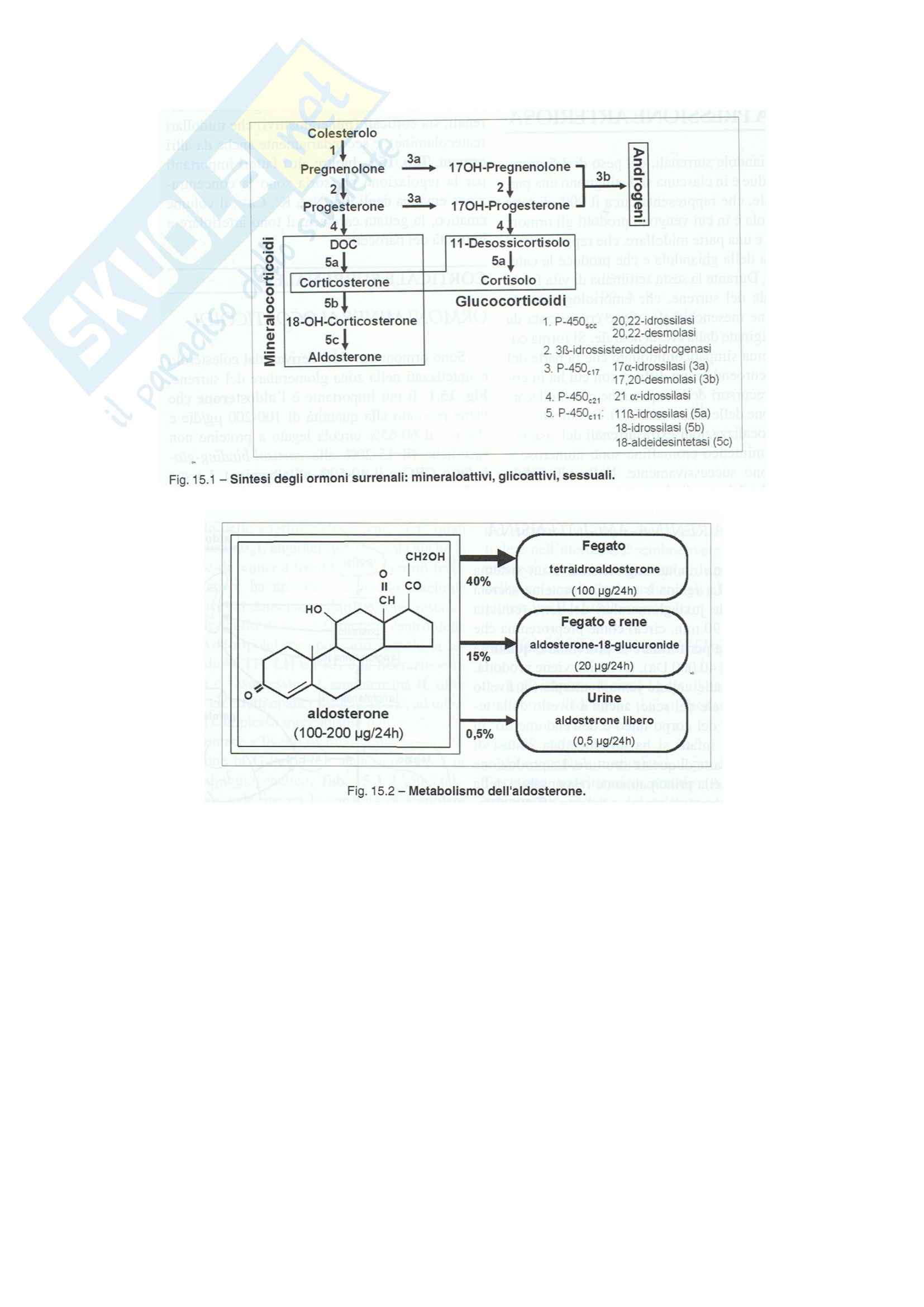 Endocrinologia - ghiandole surrenali Pag. 21