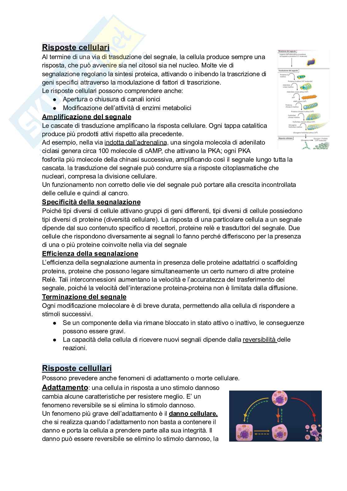 Biologia e genetica Pag. 26